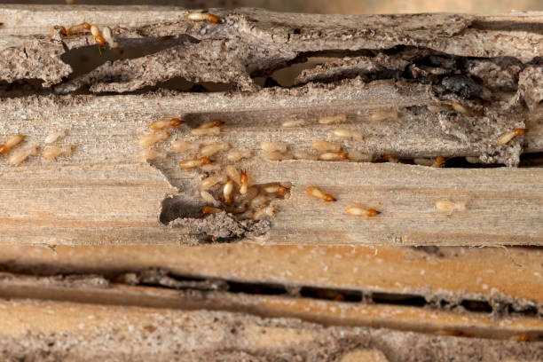 Wasp Removal Services in La Plata, NM